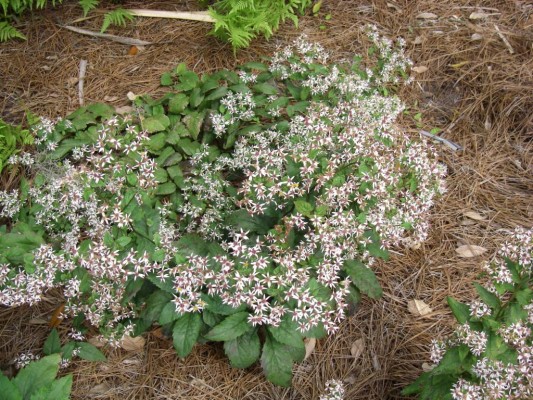 White Wood Aster